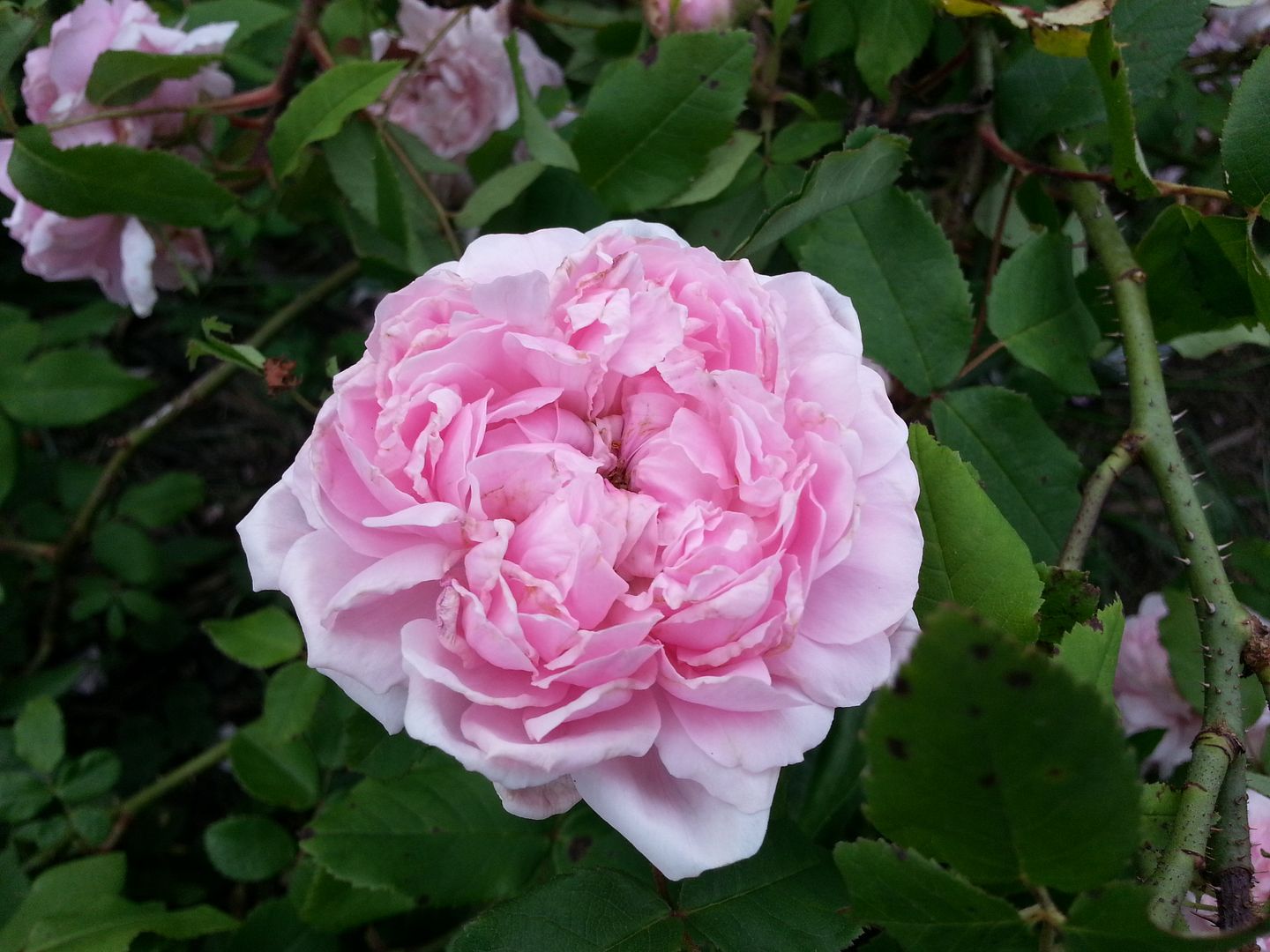 jacques cartier photo 20130523_192845_zps54ddd078.jpg